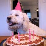 Dog-Birthday-Cake