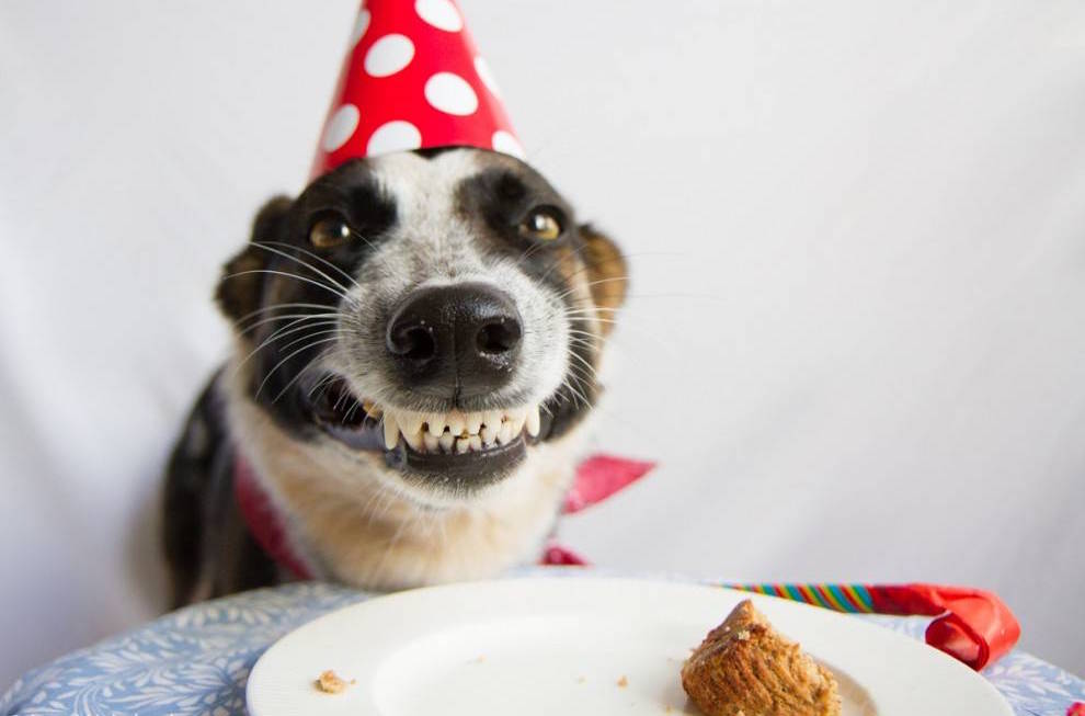 dog-birthday-cake2