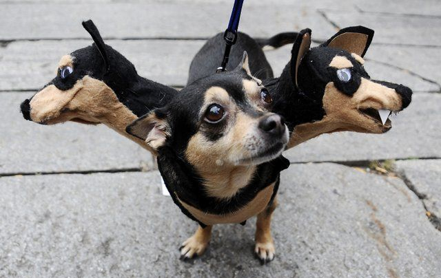 dog-halloween-costume-cerberus