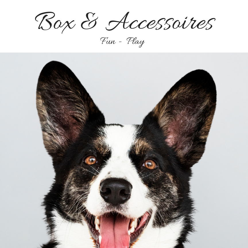 accessoires chien belgique - jeux - box
